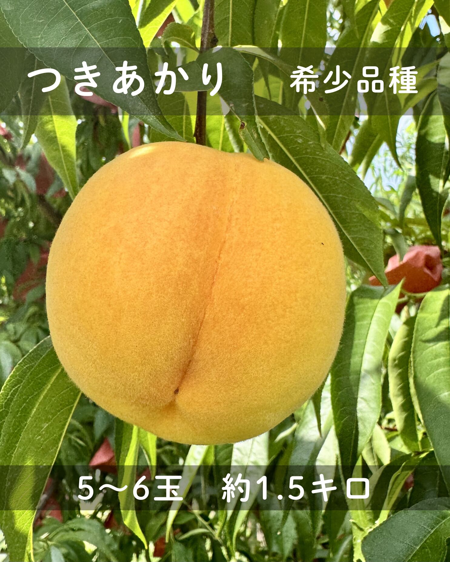 【数量限定】自然栽培・無農薬 若桃「月あかり」5kg 加工用 希少品 bcb9c6c483d49bdf96bd1b8eb6a2b9