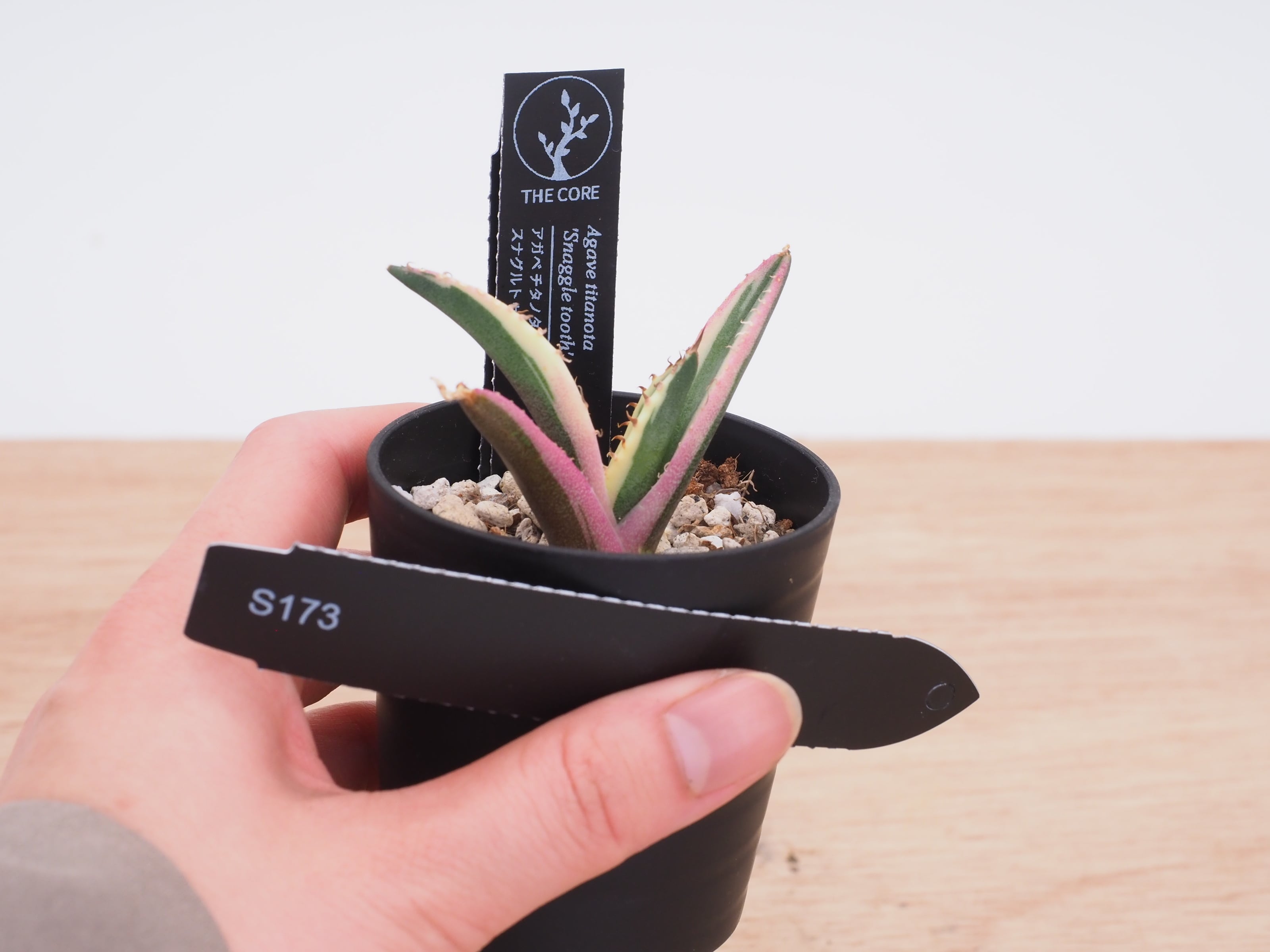 アガベ チタノタ #CF-002 | THE CORE