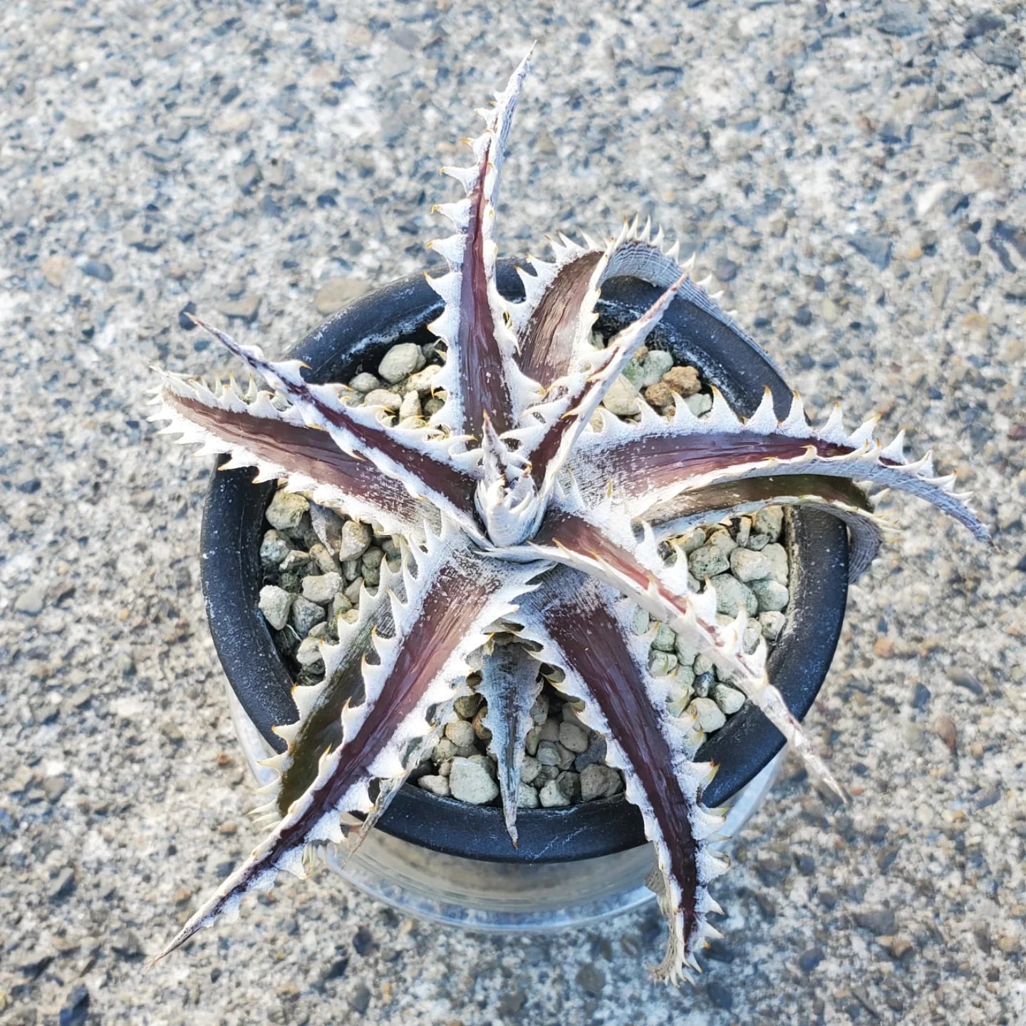 レアプランツ通販サイトPlants Maniax（プランツ・マニアックス）