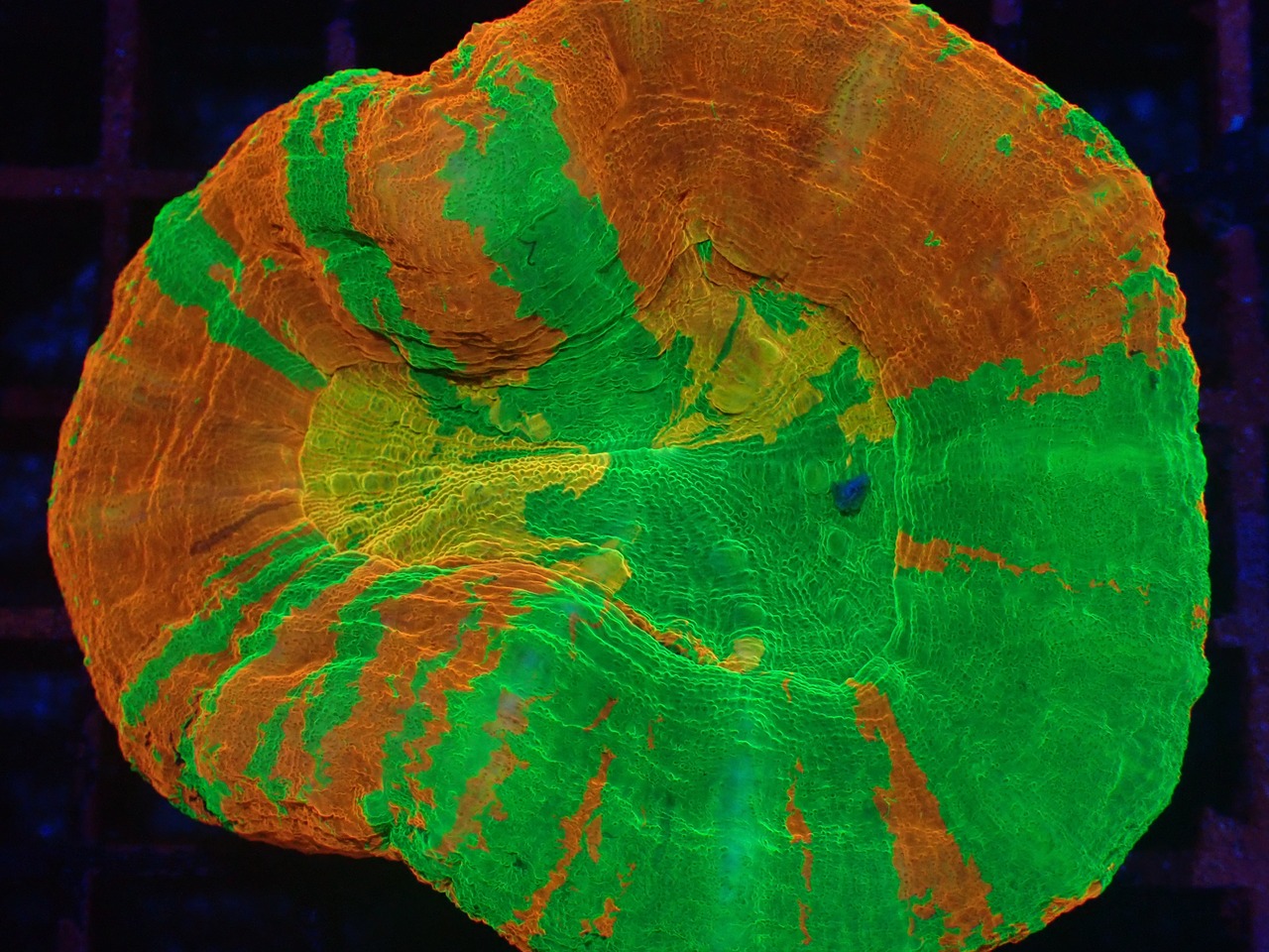 Scolymia HiendUltra YellowCore