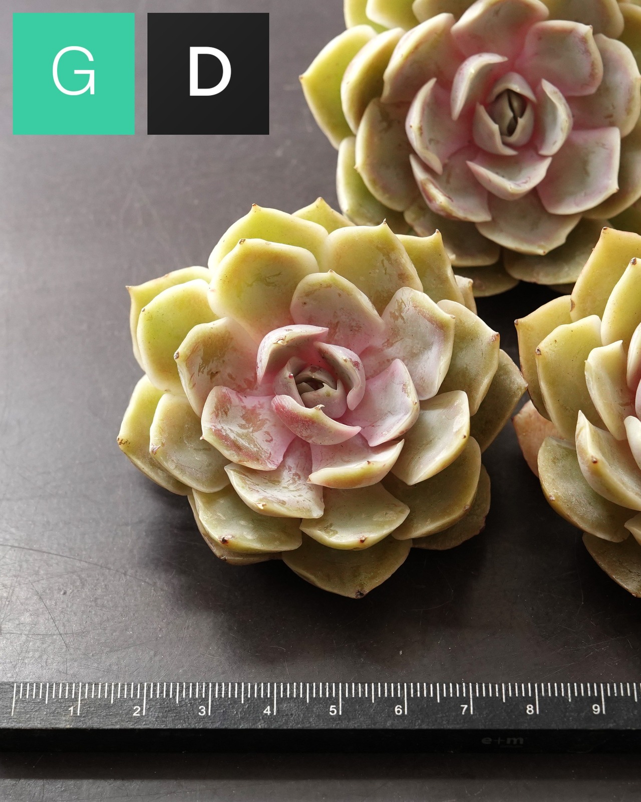 一部発根済カット苗 瑠璃月 L Echeveria 'Glazed Moon'