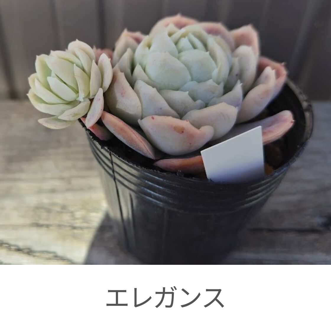 エレガンス系セット③】 エケベリア エレガンス系4種セット 多肉植物