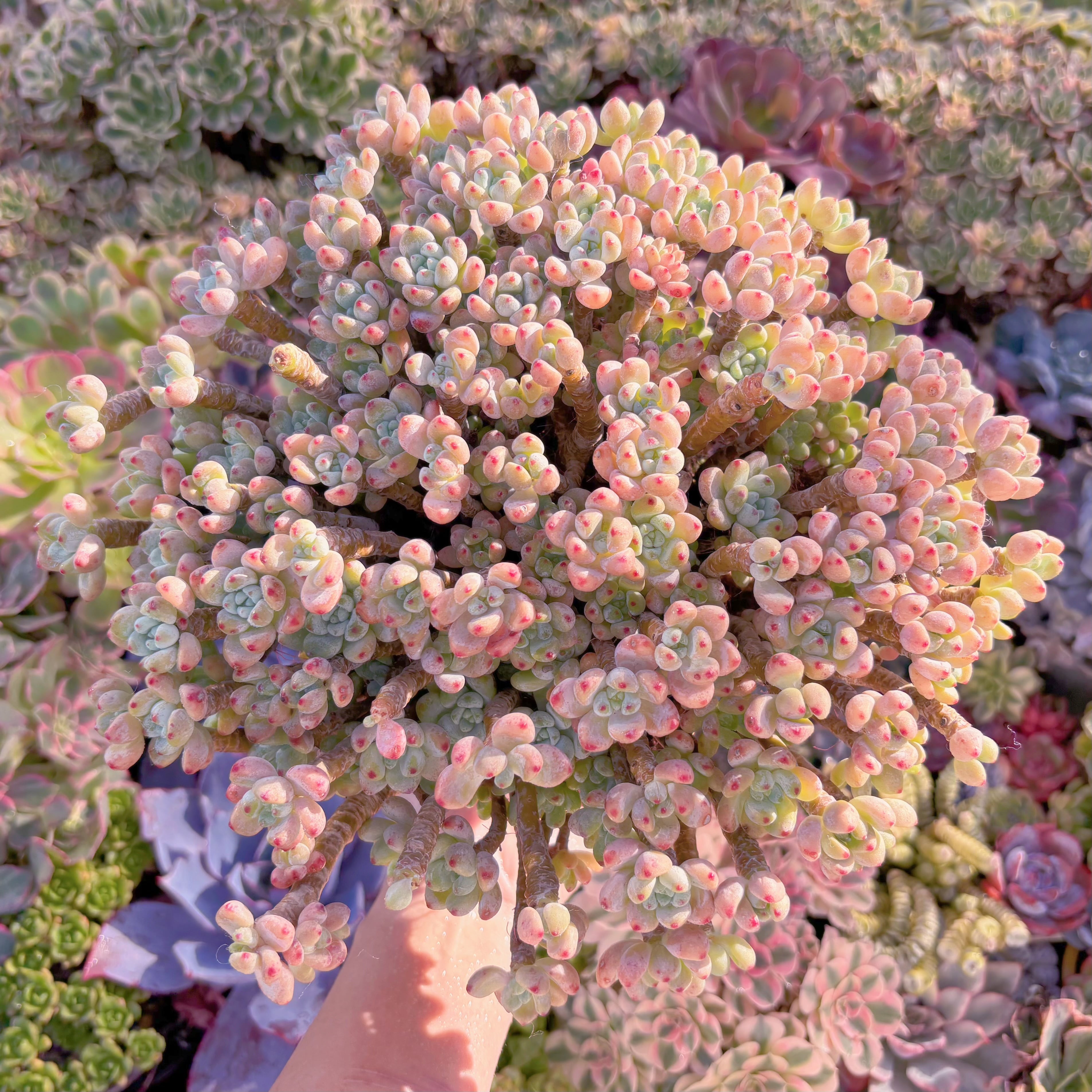 現品　ラウル#A62　特特特大群生　直径約30cm  新入荷　るる農園