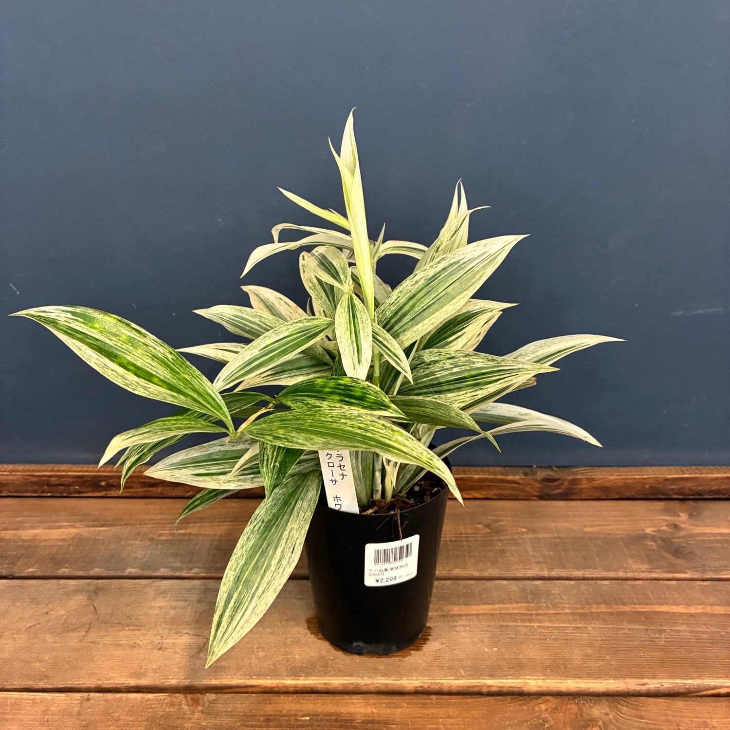 Aechmea disjuncta | PAY ID