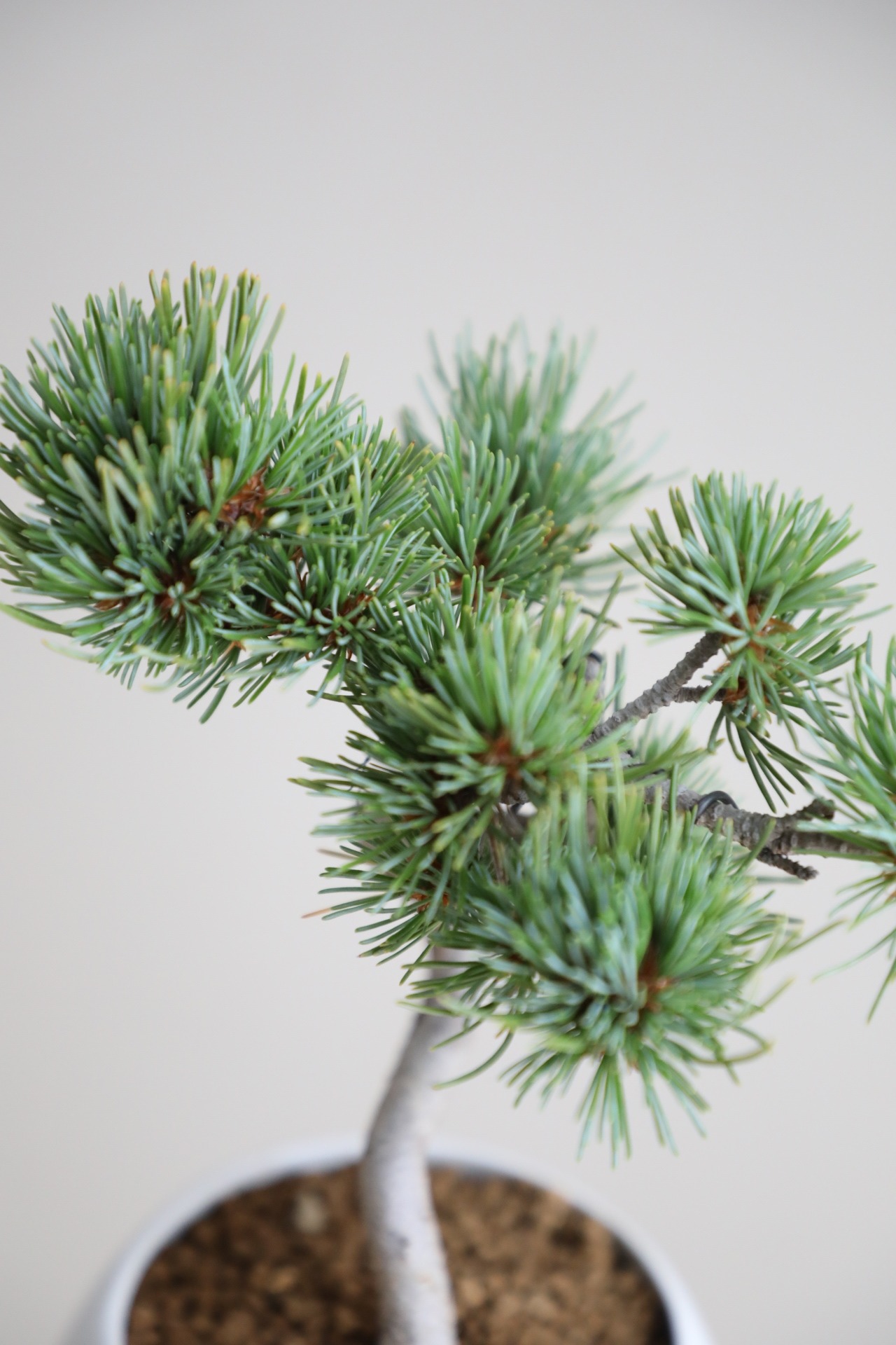 【M】五葉松 盆栽 樹齢8年/Japanese white pine bonsai 　※陶器鉢付き