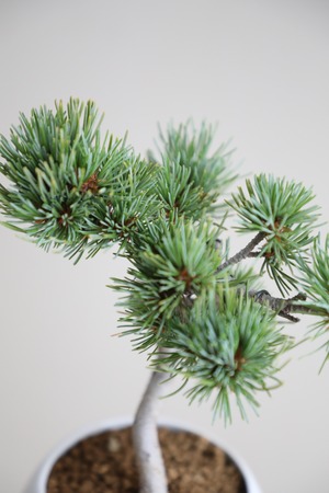 【M】五葉松 盆栽 樹齢8年/Japanese white pine bonsai 　※陶器鉢付き