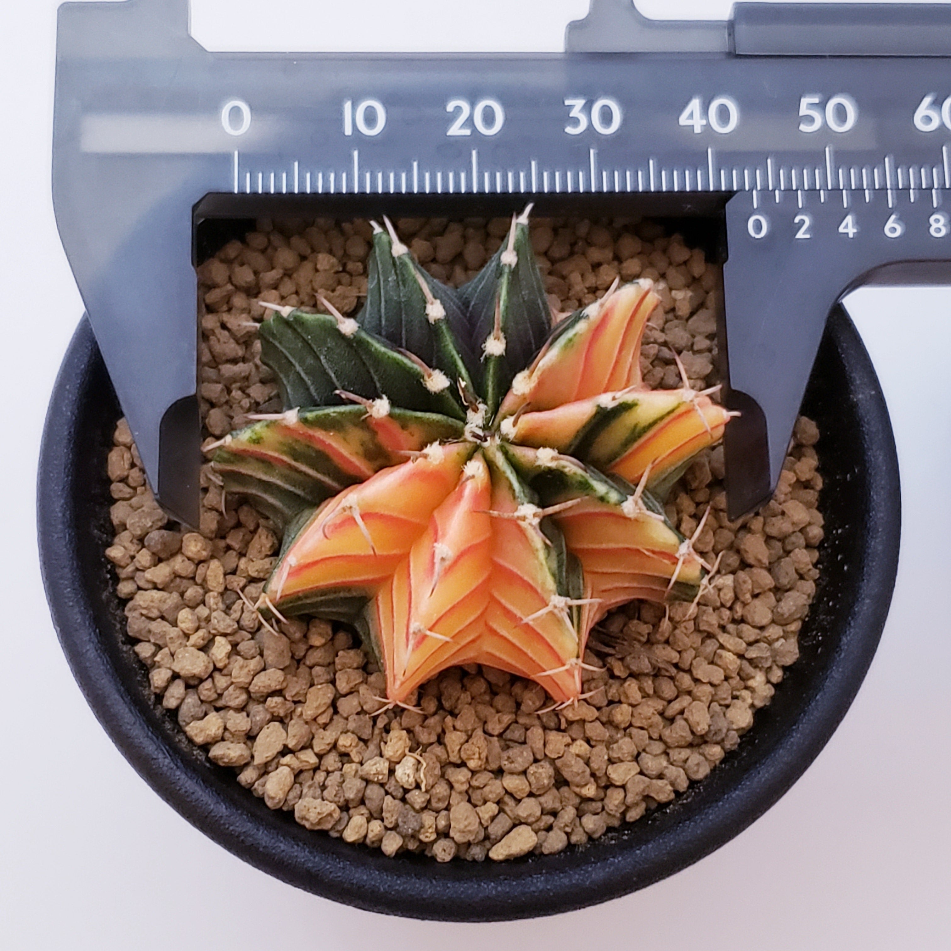 LB2178錦! 多肉植物 サボテン ギムノカリキウム・フリードリッヒ錦 緋