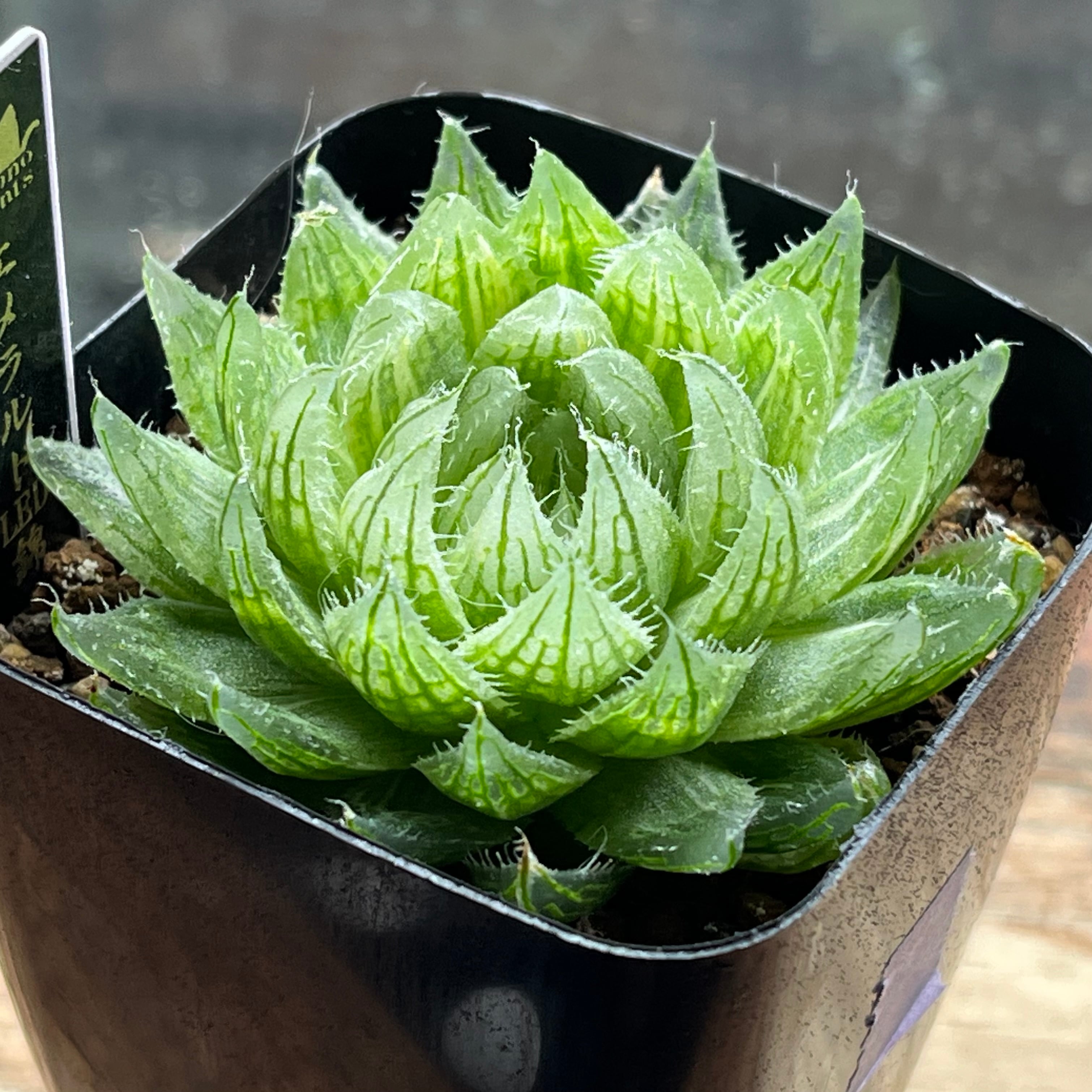 ハオルチア B型コンプトミュータント錦① ハオルチア B型コンプトミュータント錦① | mocono_plants
