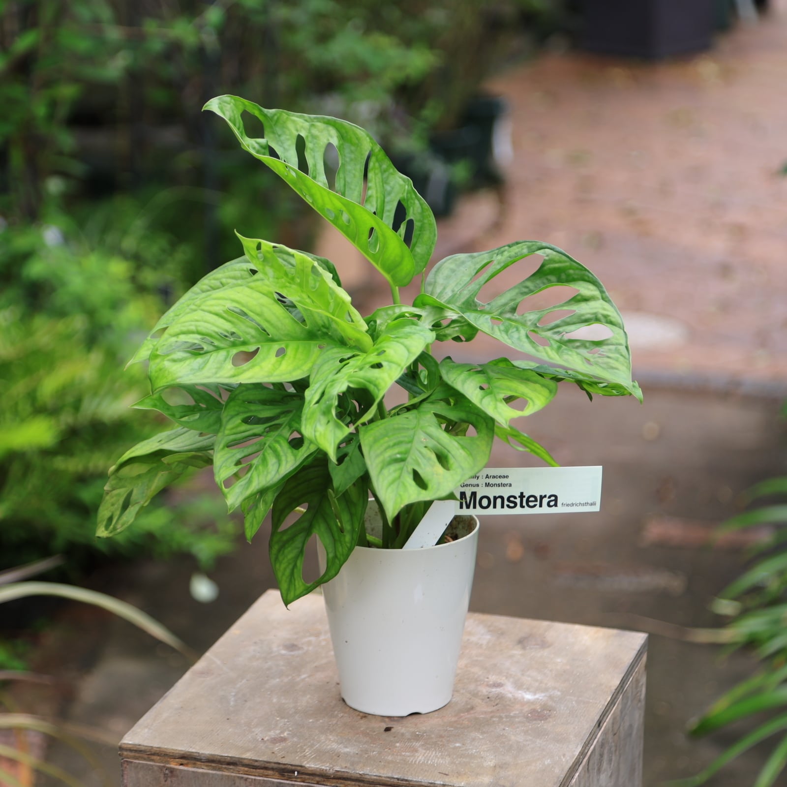 マドカズラ 6寸ロング鉢ごと 観葉植物