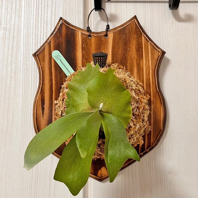 ビカクシダ ウィリンキー 板付 【観葉植物 室内 コウモリラン】