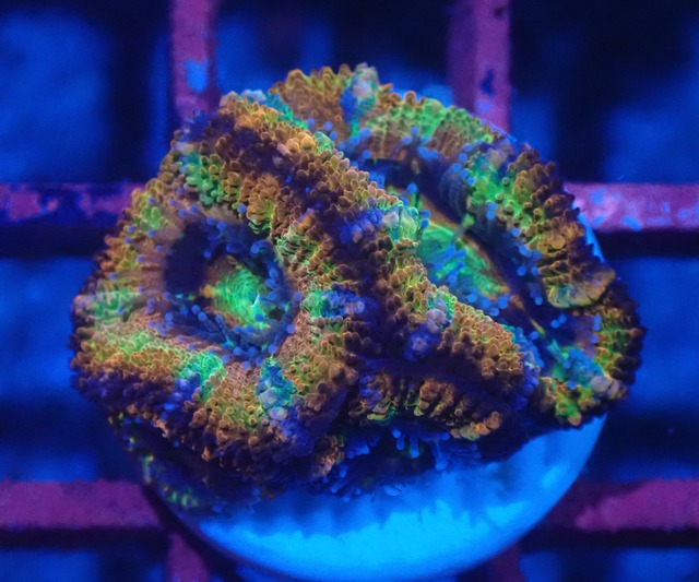 Loadhowensis Rainbow 3