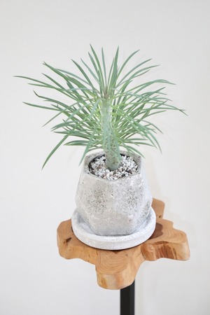 【S】セネシオ　クレイニア　ネリイフォリア/Senecio kleinia