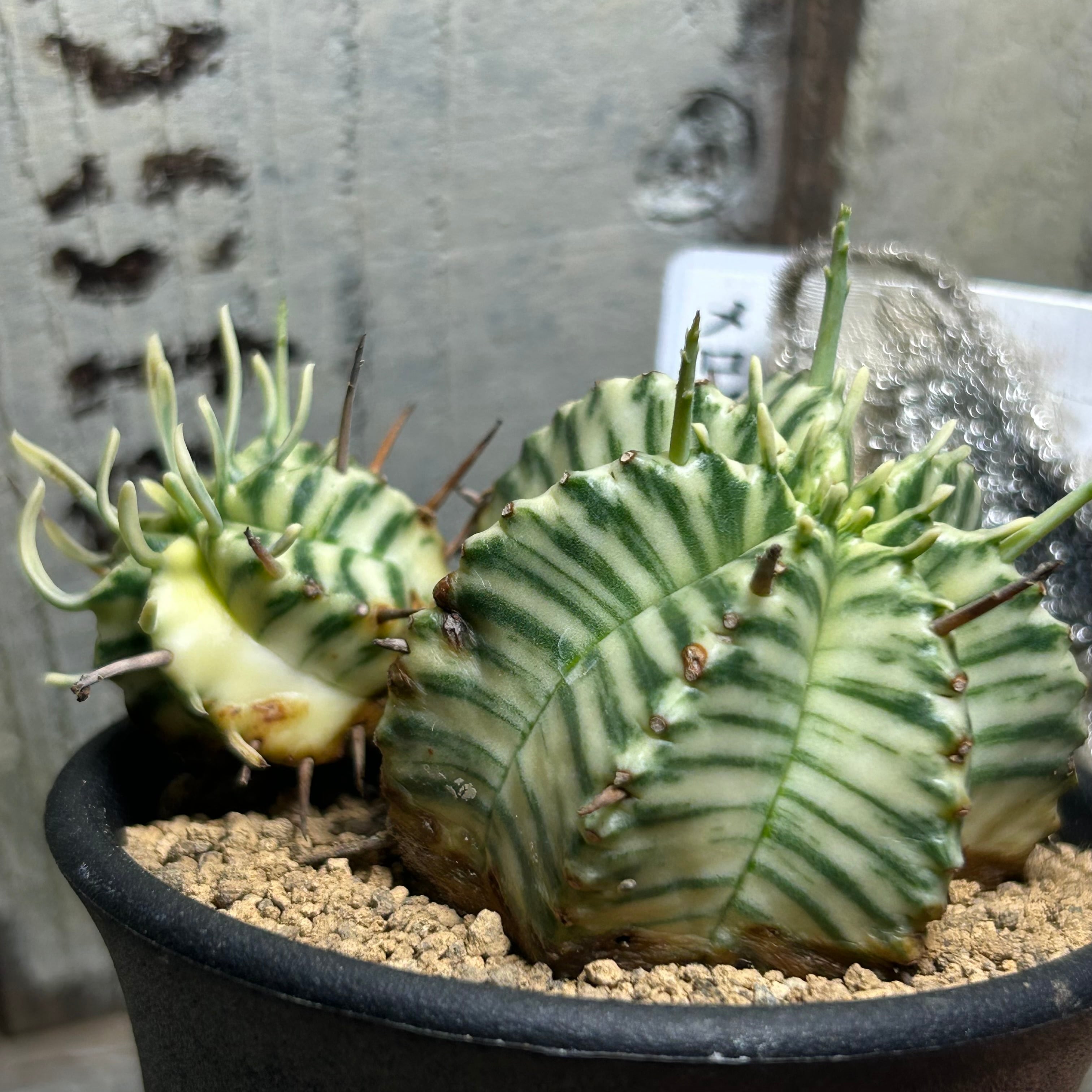 A)ユーフォルビア メロフォルミス錦 | RuPo 多肉植物専門店