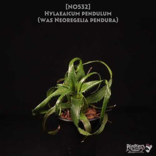 【送料無料】pendula〔ネオレゲリア/ハイラエアイカム〕現品発送N0532