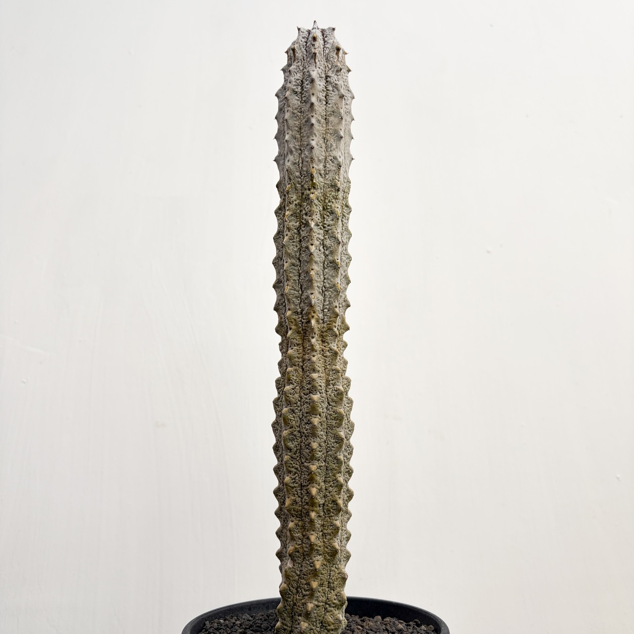 Euphorbia abdelkuri【ユーフォルビア・アブデルクリ】