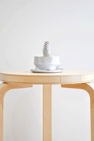 【S】パキポディウム ホロンベンセ/Pachypodium Horombense