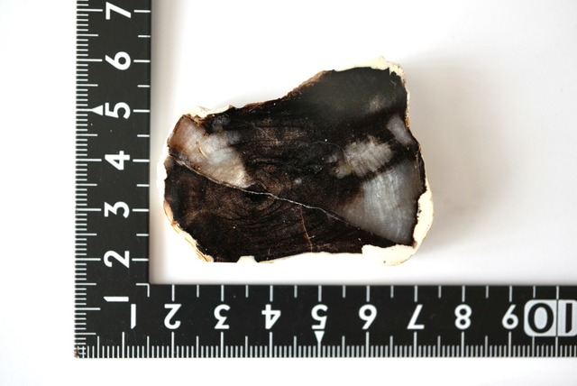 ハンガリー産珪化木 Betula sp. 1229