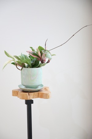 【S】ホヤ リップカラー/Hoya　※陶器鉢付き