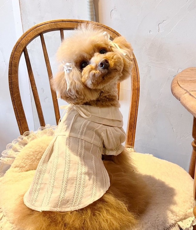即納販売　Classic puff　Blouse （Ivory ）　ブラウス　　 韓国犬服 soso boutique