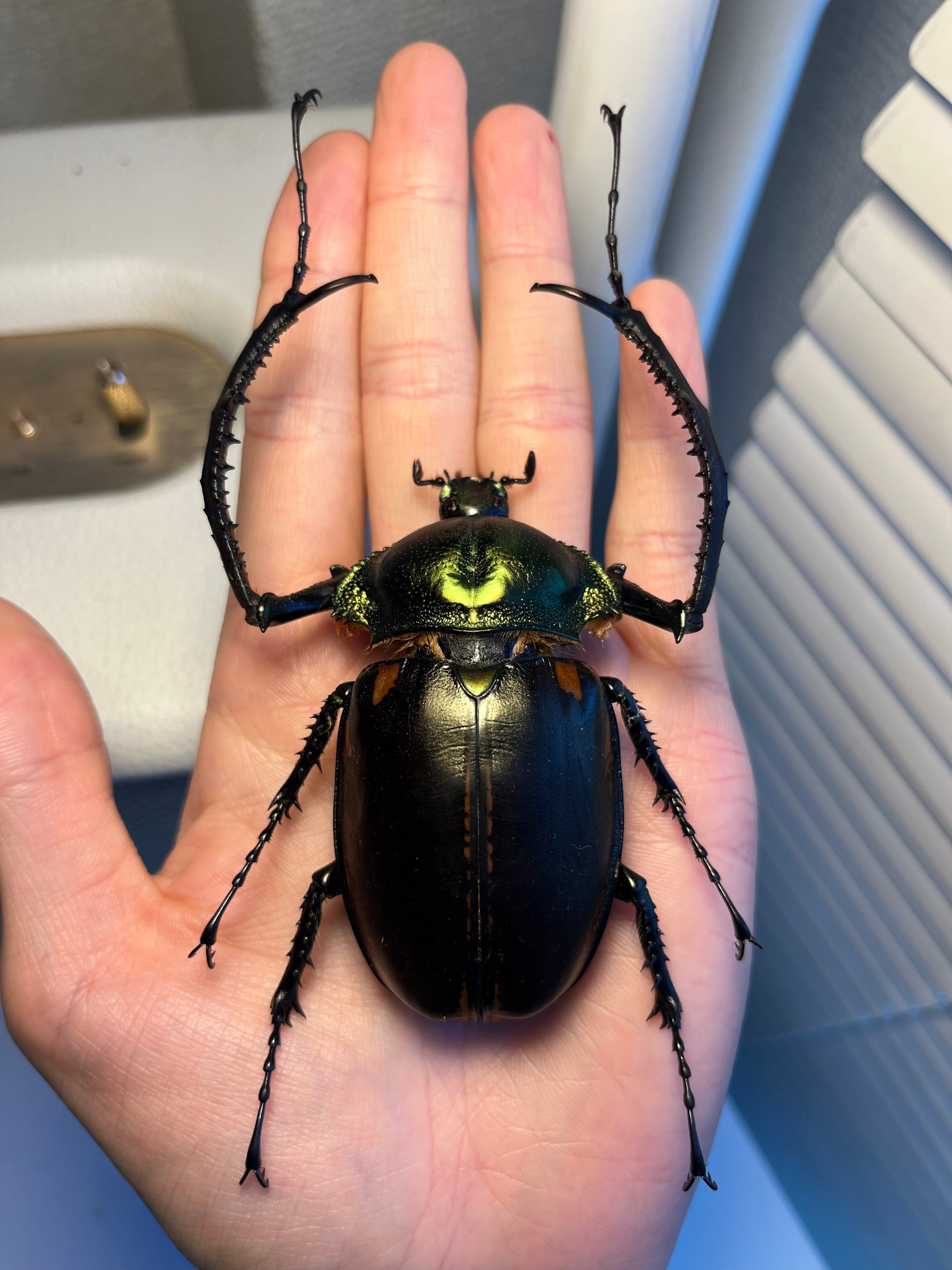 73mm】ヤンソニーテナガコガネ カメムシサシガメ甲虫昆虫標本ハムシ