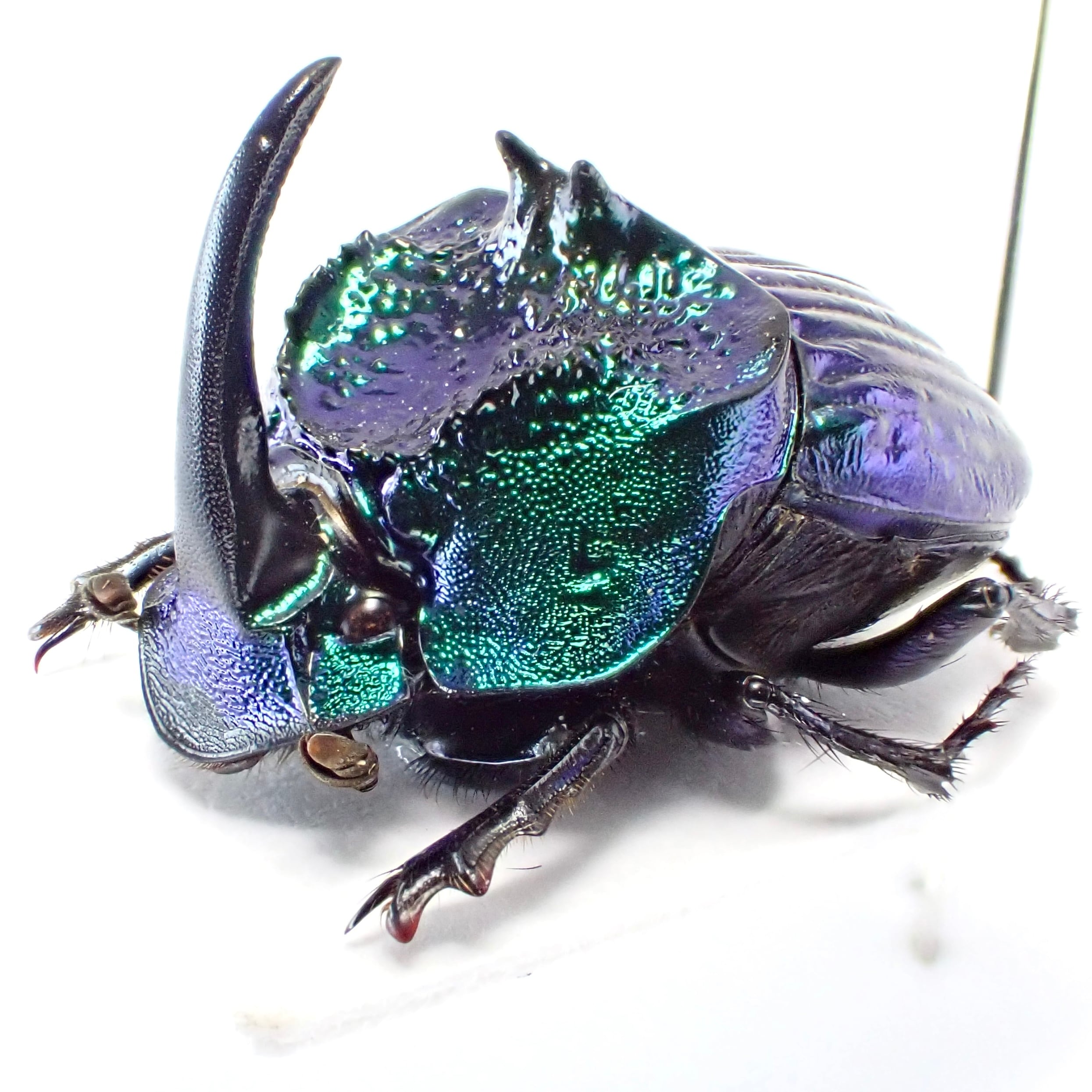 メキシコ産 Phanaeus furiosus ♂ 15mm 青緑 | 昆虫標本 Diggers & Rollers