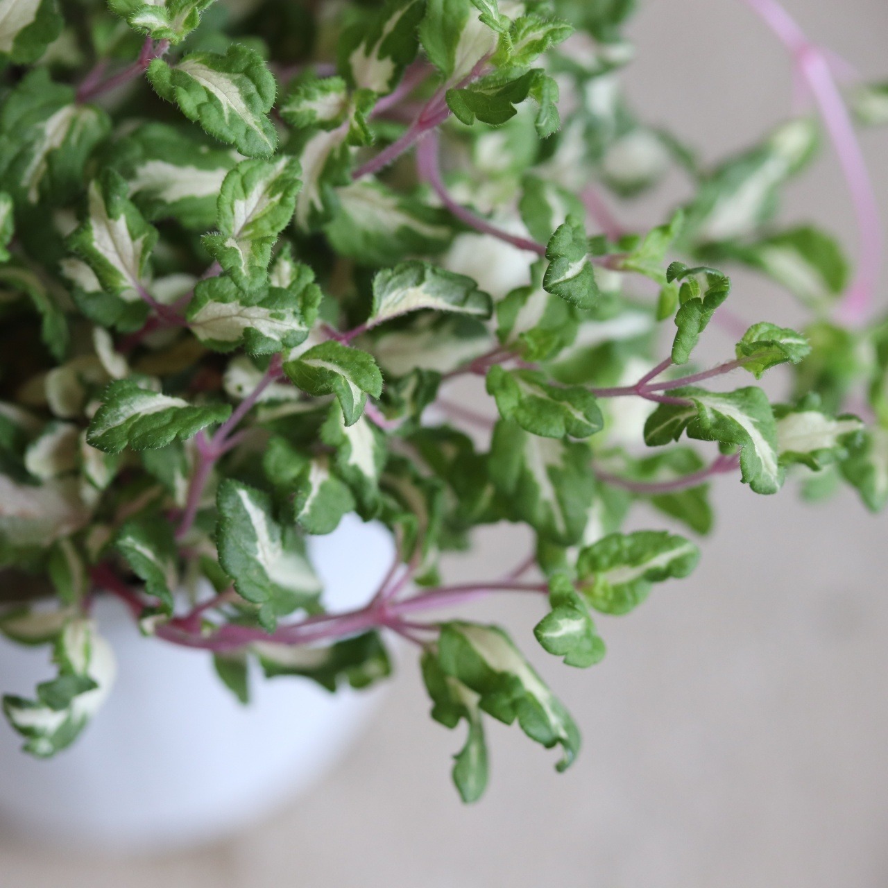 ベロニカレッドラインコンパクター　寄せ植えにオススメ　カラーリーフ　庭、花壇にオススメ　丈夫　初心者にオススメ　