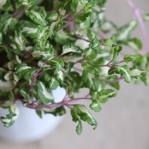 ベロニカレッドラインコンパクター　寄せ植えにオススメ　カラーリーフ　庭、花壇にオススメ　丈夫　初心者にオススメ　