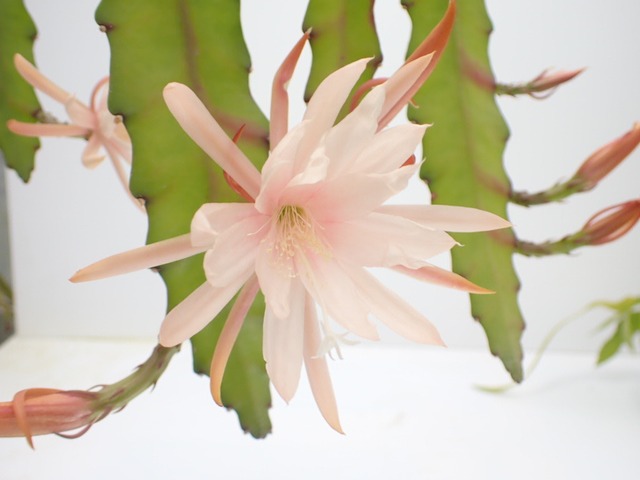 #2　Epiphyllum hybrid '乙女狐'　１０．５ｃｍＰＯＴ　３．５号鉢