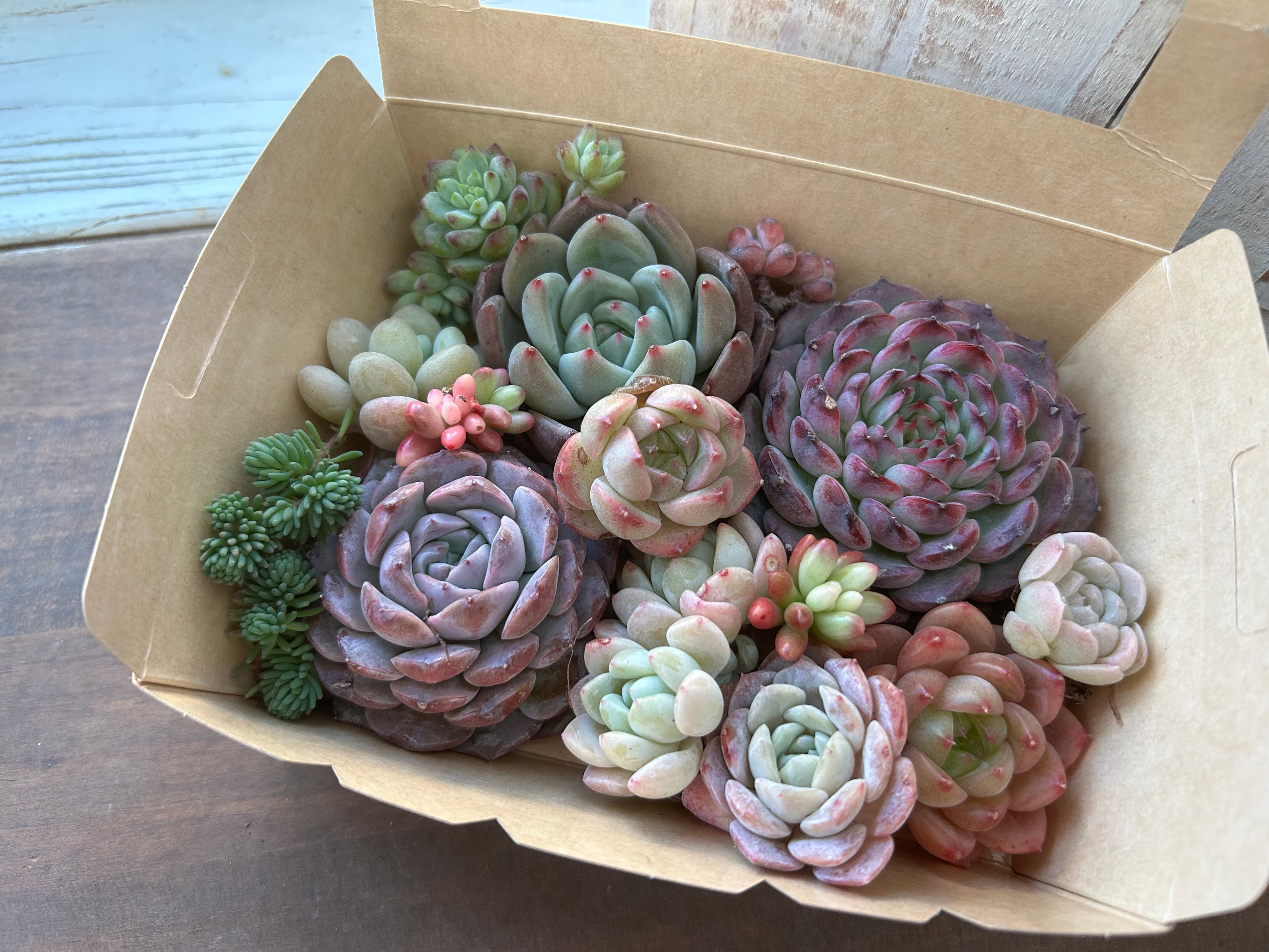 多肉植物 | 多肉植物食堂