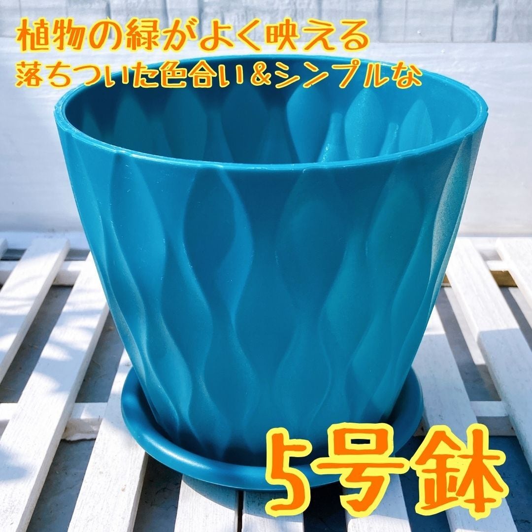ブルー　【現品・鉢まま発送】アガへ2点セット bcc8d112495c5b8981b6620d5584d7