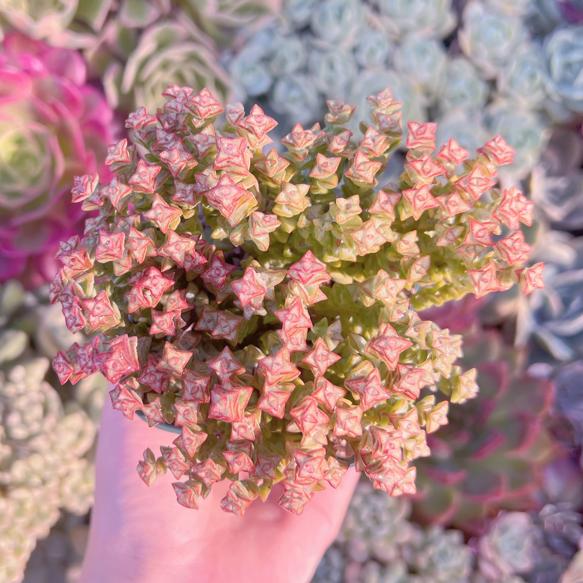 現品　小米星#665　るる農園