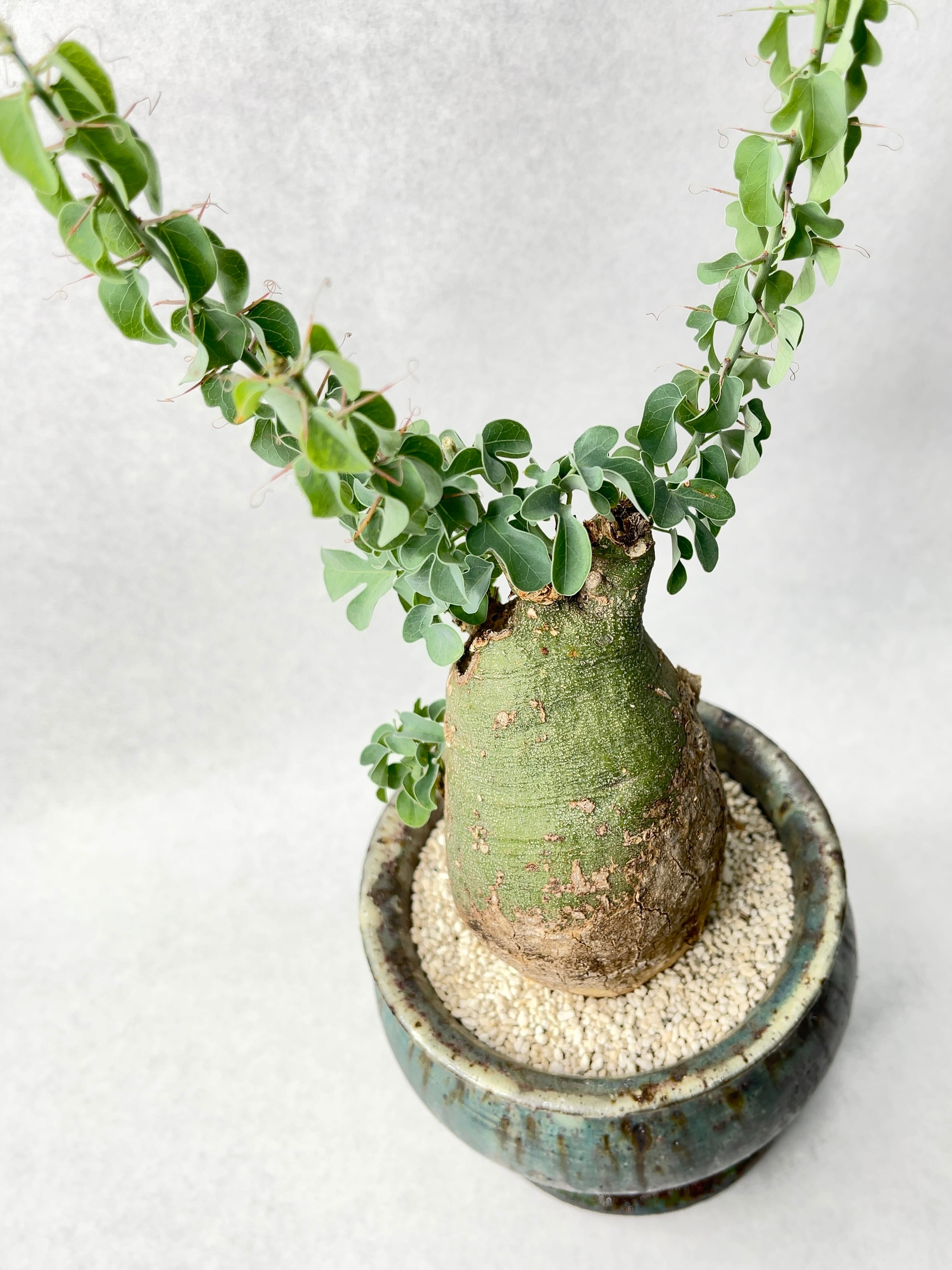 中川智治 | trigger