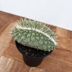 Storombocactus disciformis【ストロンボカクタス・菊水綴化】