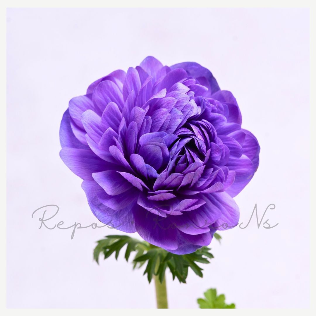 アネモネ:レバンテ・アズーロ・2年株(3号):マツバラファーム プレミアムアネモネ 2年株 球根植物 八重咲き 大輪 連続開花 レバンテシリーズ 希少 流通少 ブルー