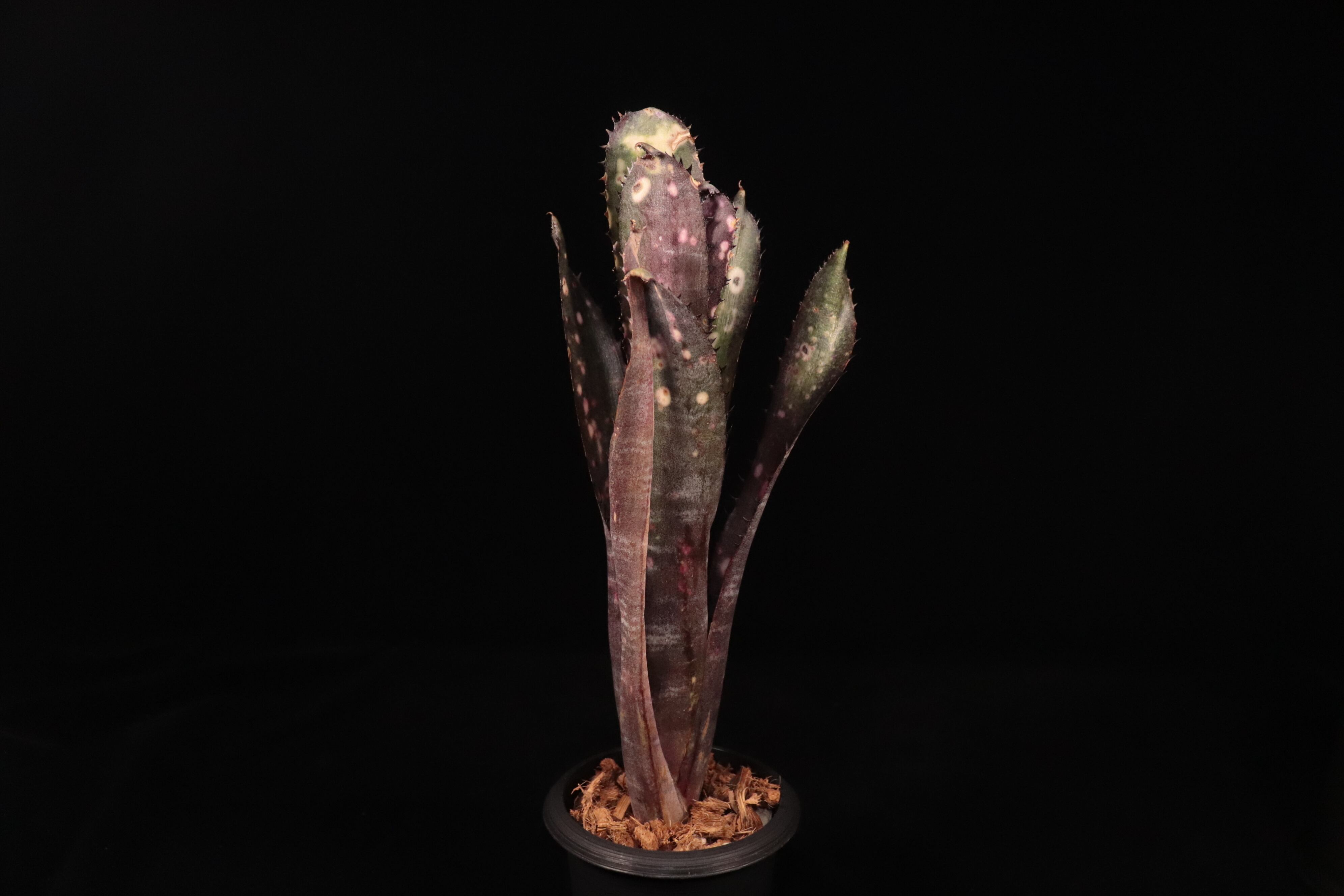 送料無料】Billbergia 'Kolan Purple Piranha'〔ビルベルギア〕現品
