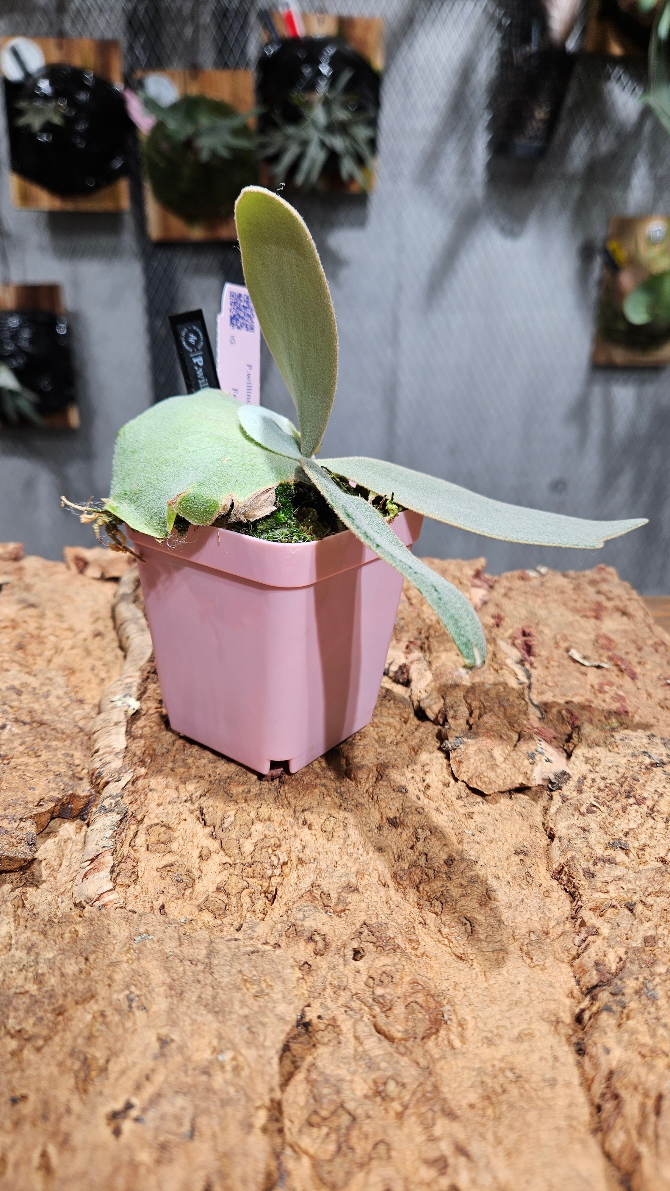 P.willinckii Shirahoshi【artPLANTs/PLANTS GARAGE 】ビカクシダ