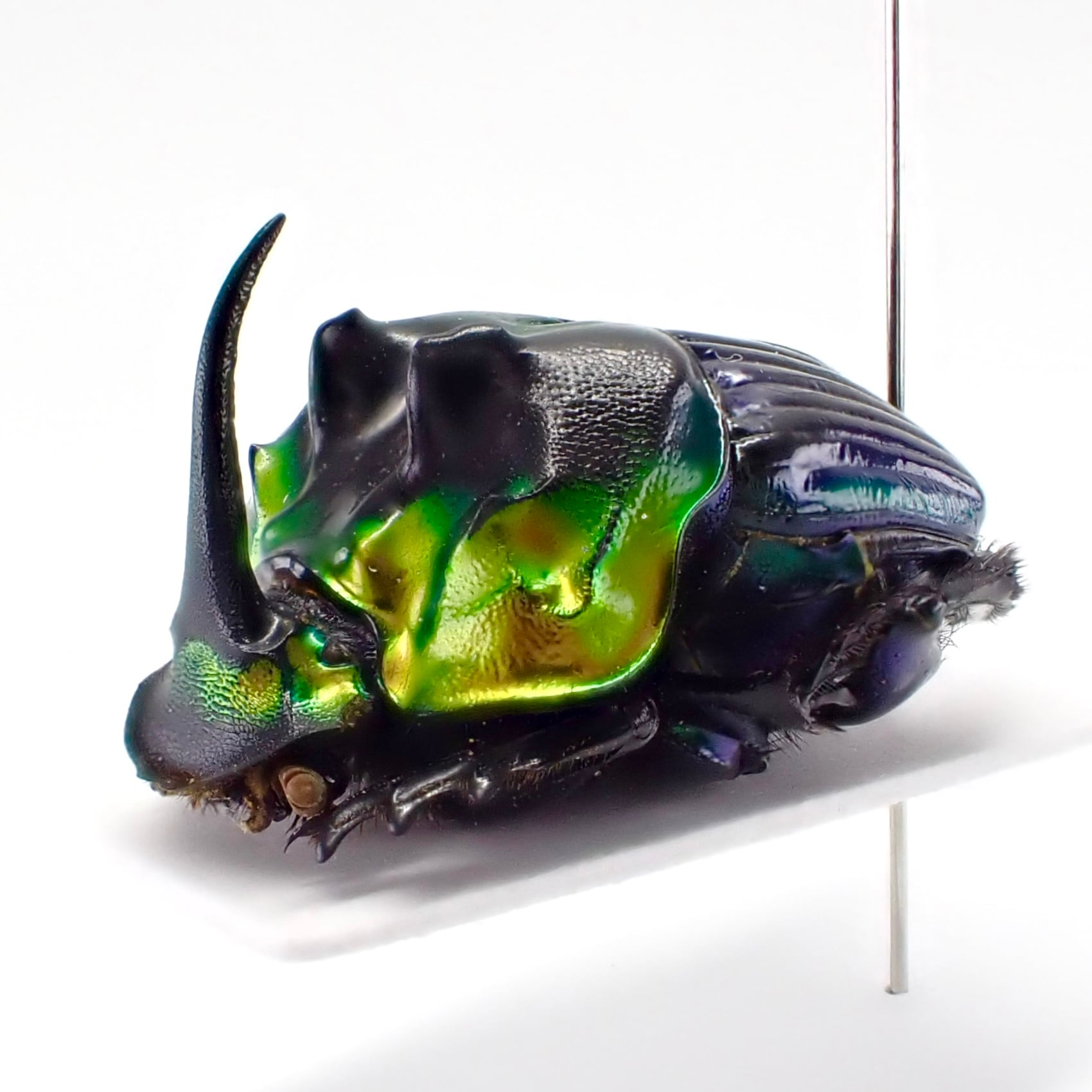 ボナリエンシスオオニジダイコク 単品③ ボナリエンシスオオニジ