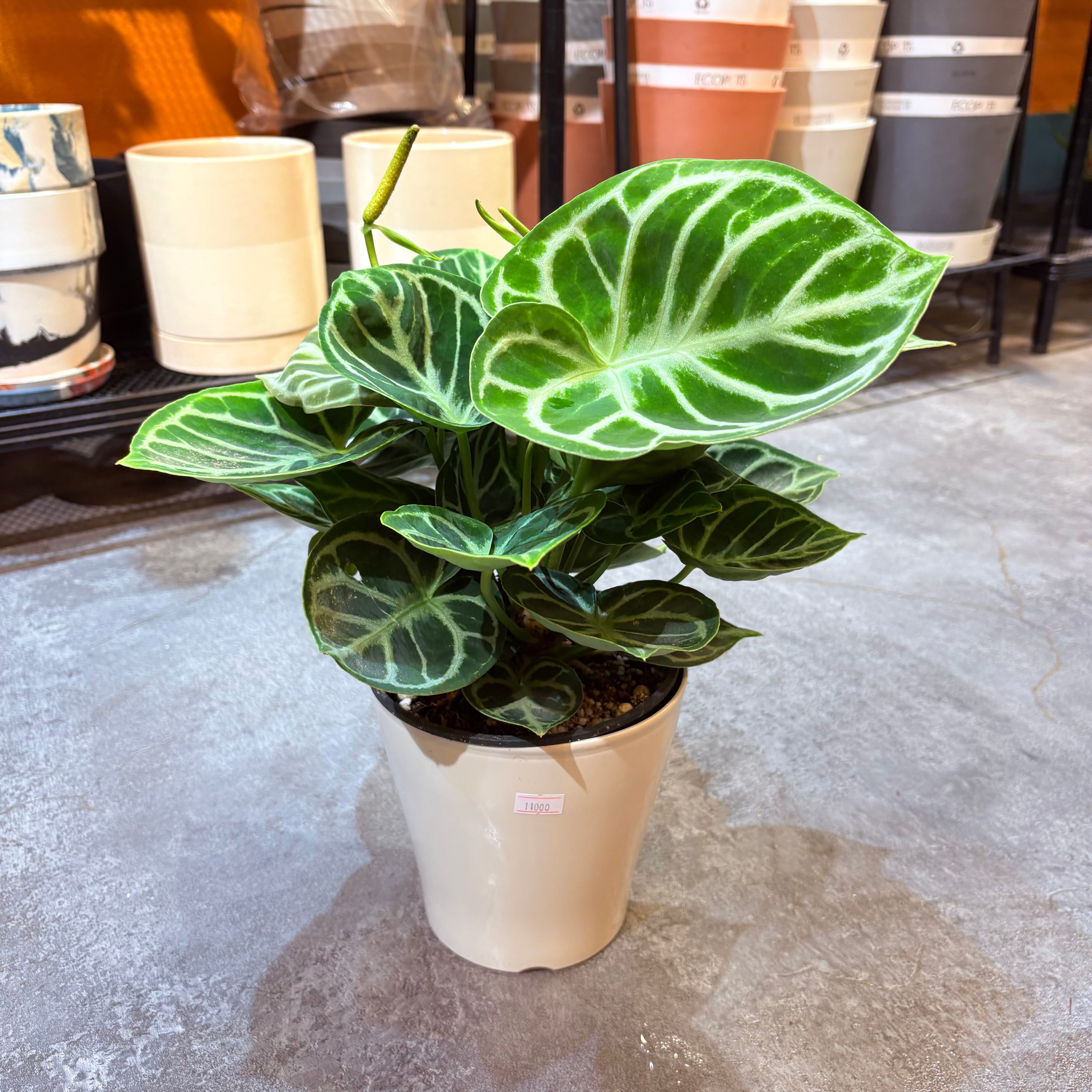 アンスリウム クリスタリナム 