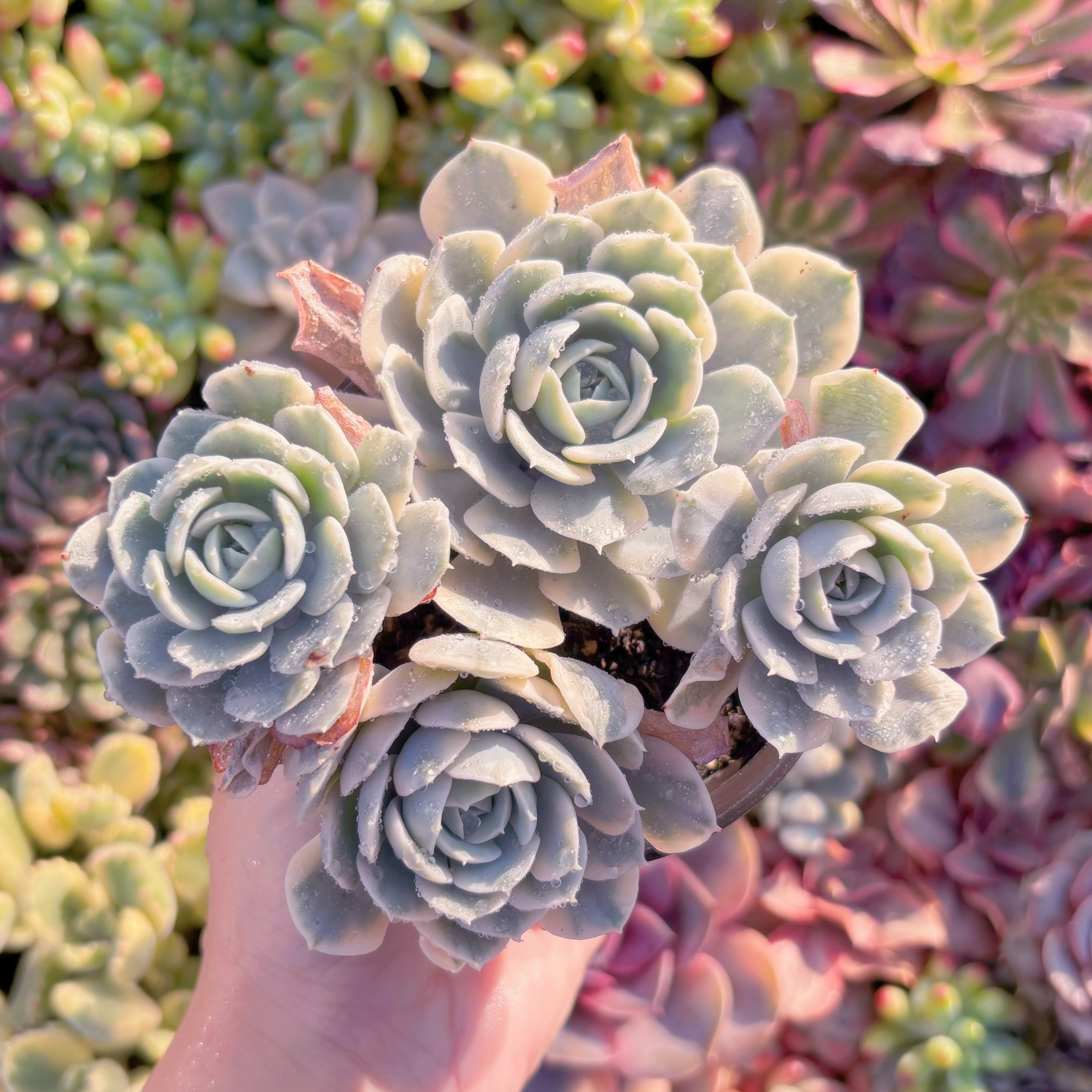 現品　ルヨンニー錦#M281　群生　新入荷　るる農園