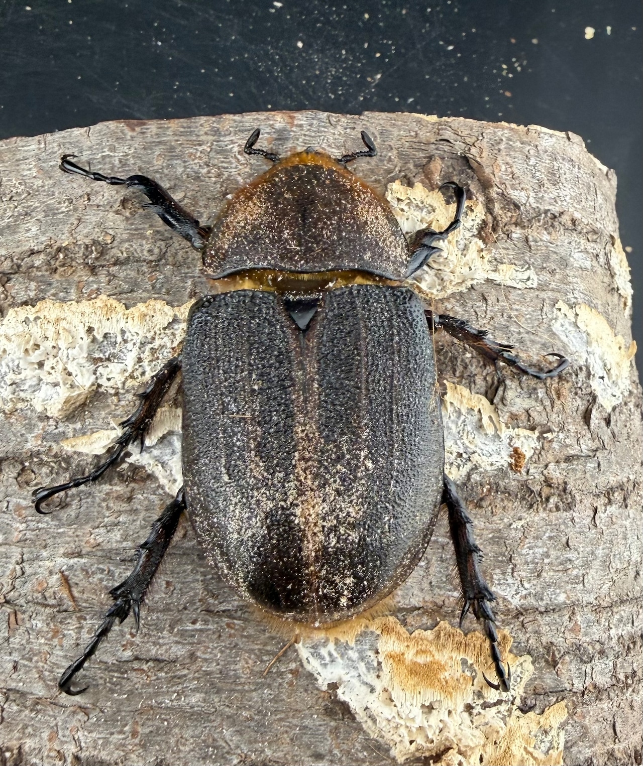 《ヘラクレス・ヘラクレス 優良血統 140mm ペア》