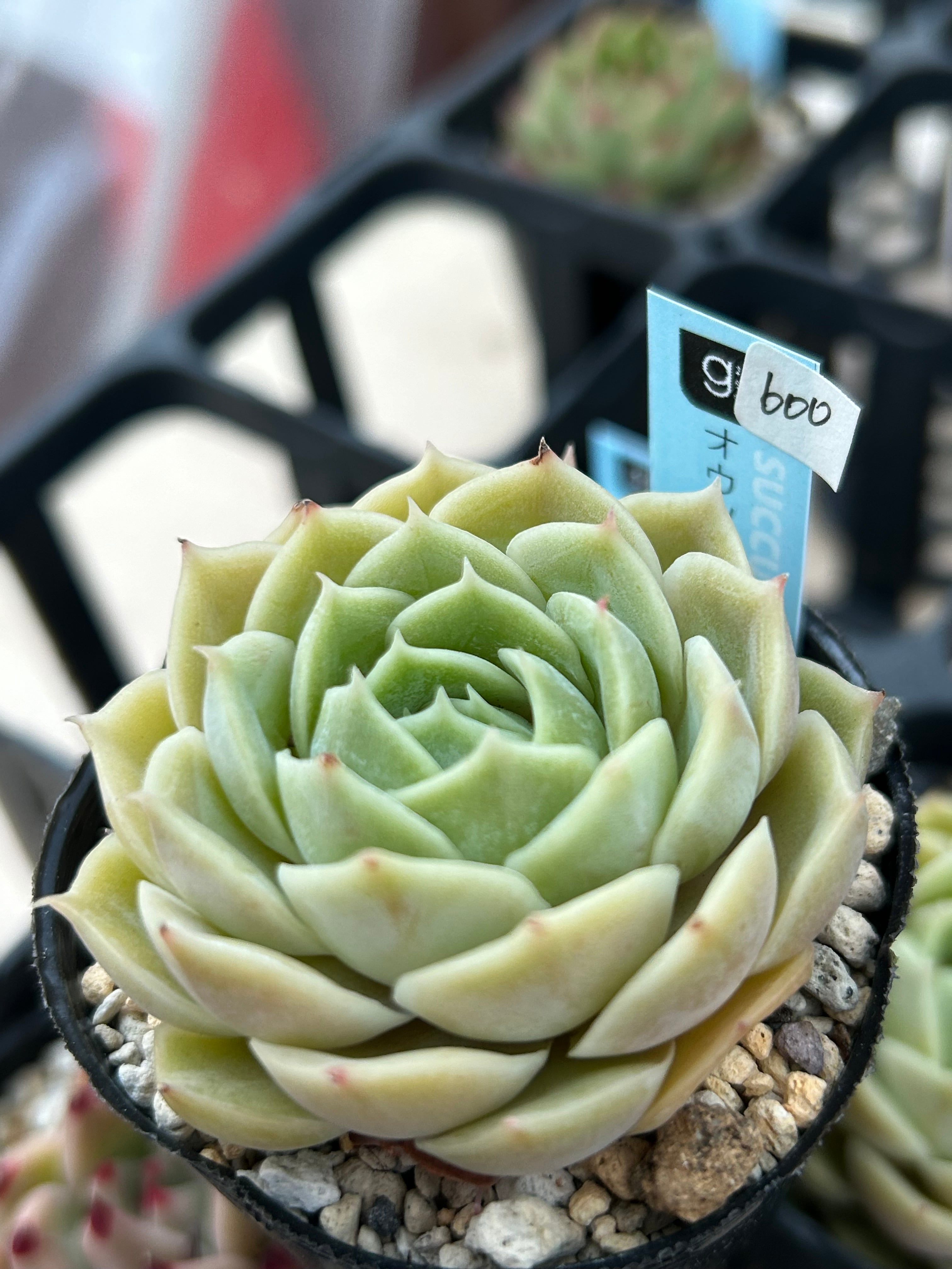 onslow 大 (韓国苗) onslow 大 (韓国苗) 【公式通販】