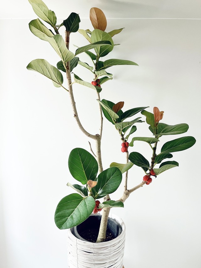 612. フィカス ルーカス 希少 幹太 観葉植物 大型