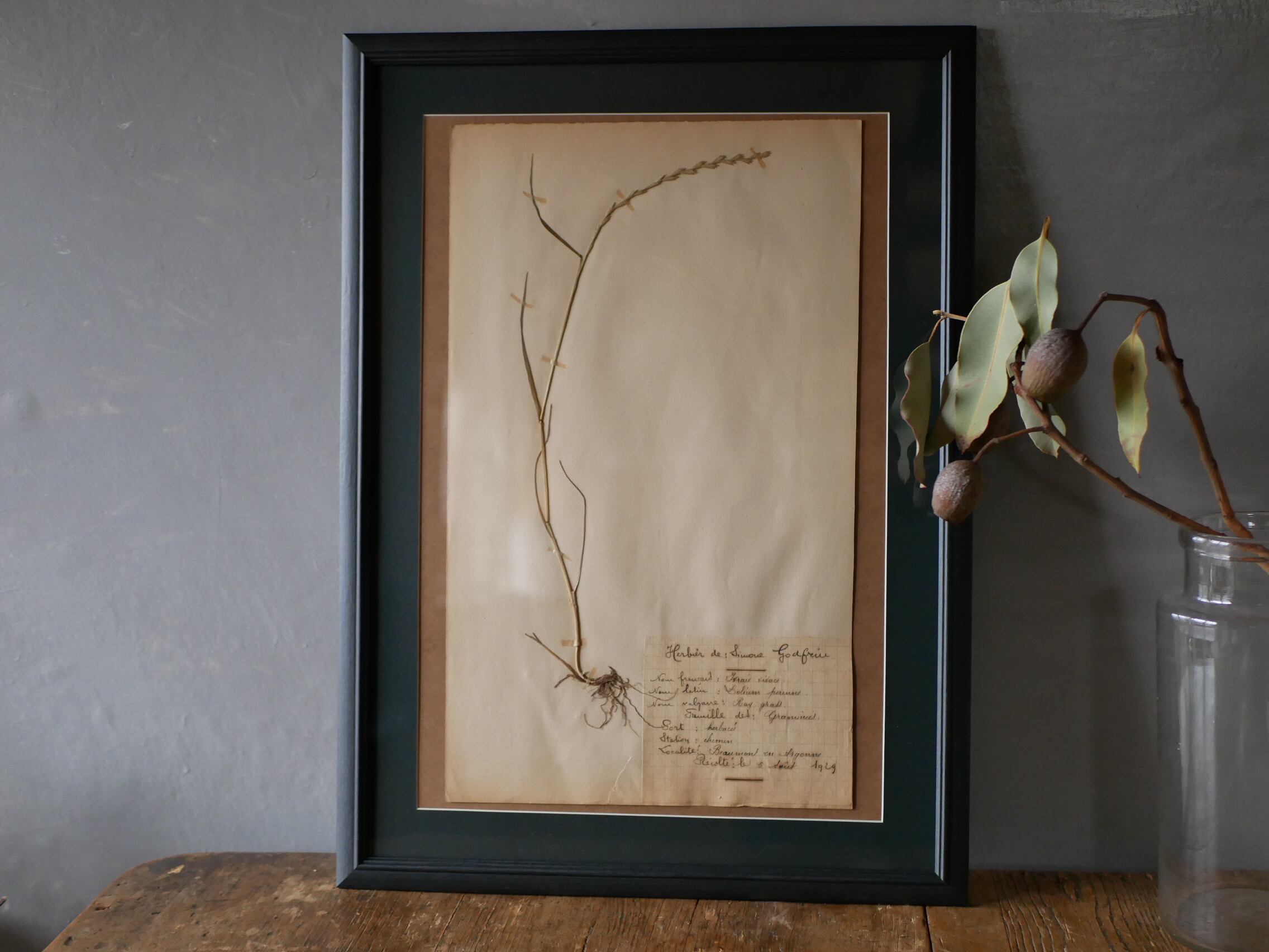 no.11 植物標本 ボタニカルアート フランスアンティーク