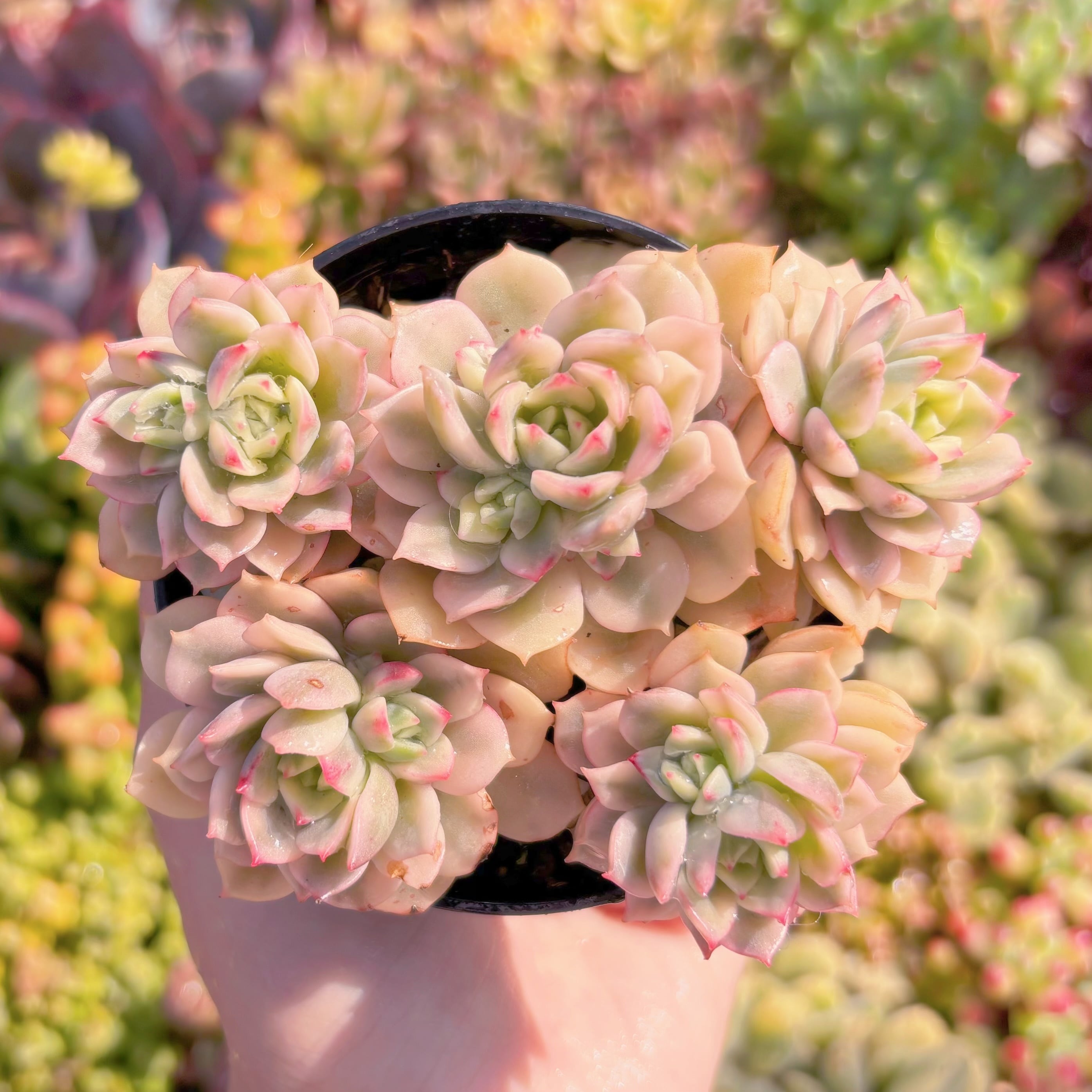 現品　デレン錦#M029　るる農園