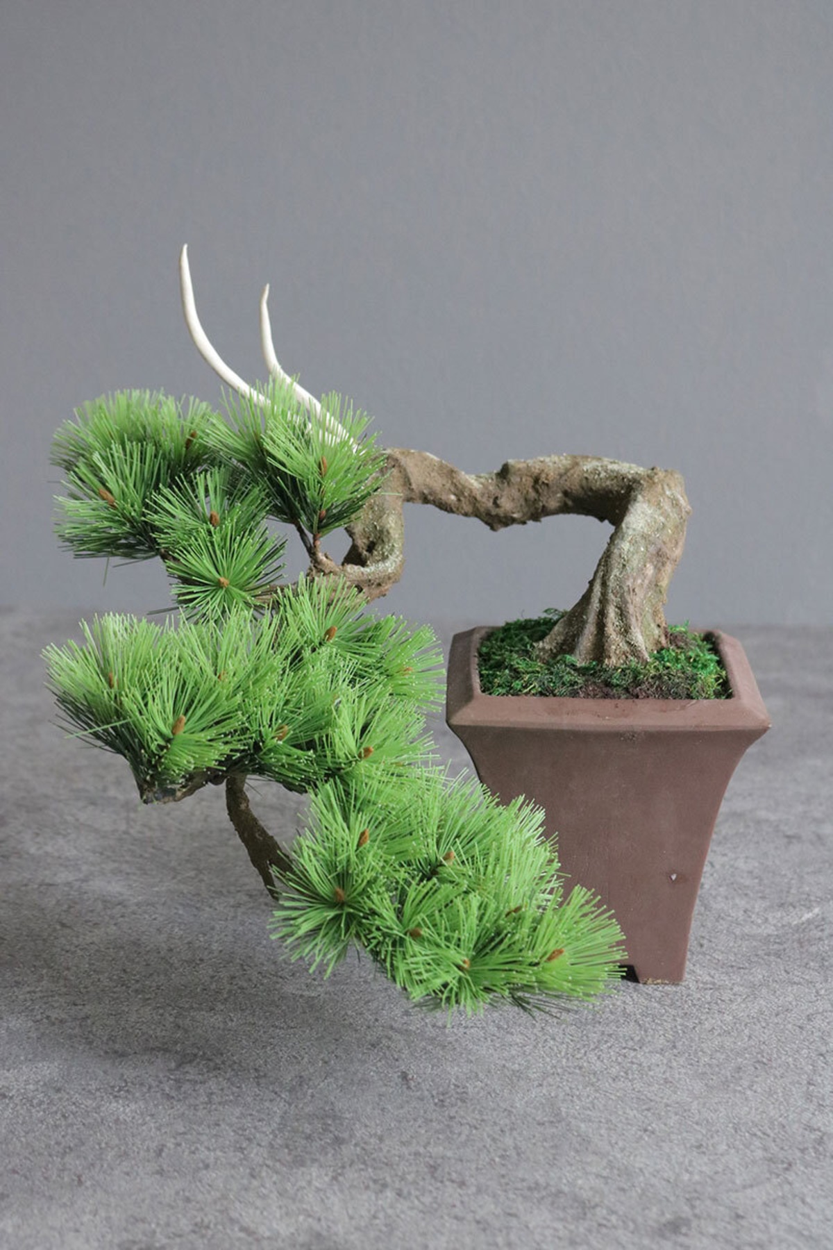 盆栽 松 Pinetree Bonsai #170(鉢変更) | Oh! BONSAI