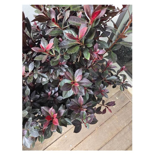 Rhododendron 'copper ever'