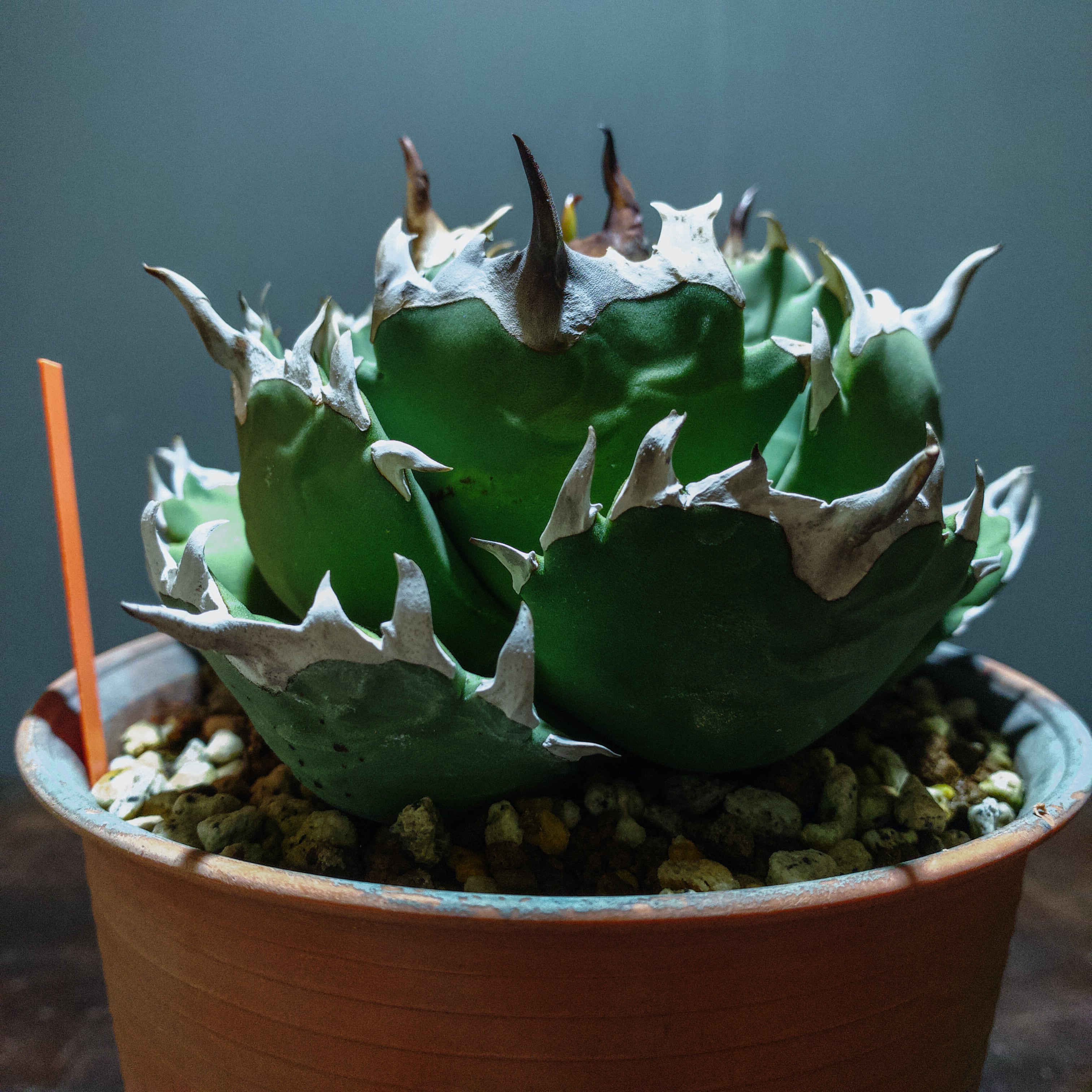 アガベ Kari アガベ | プランツレター