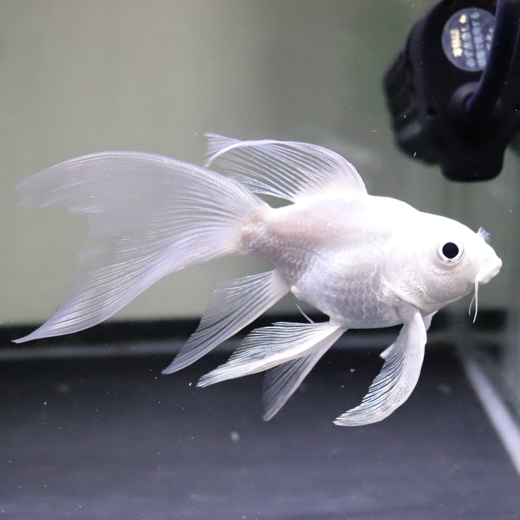 ヒレナガゴイ ショートボディ 約13センチ