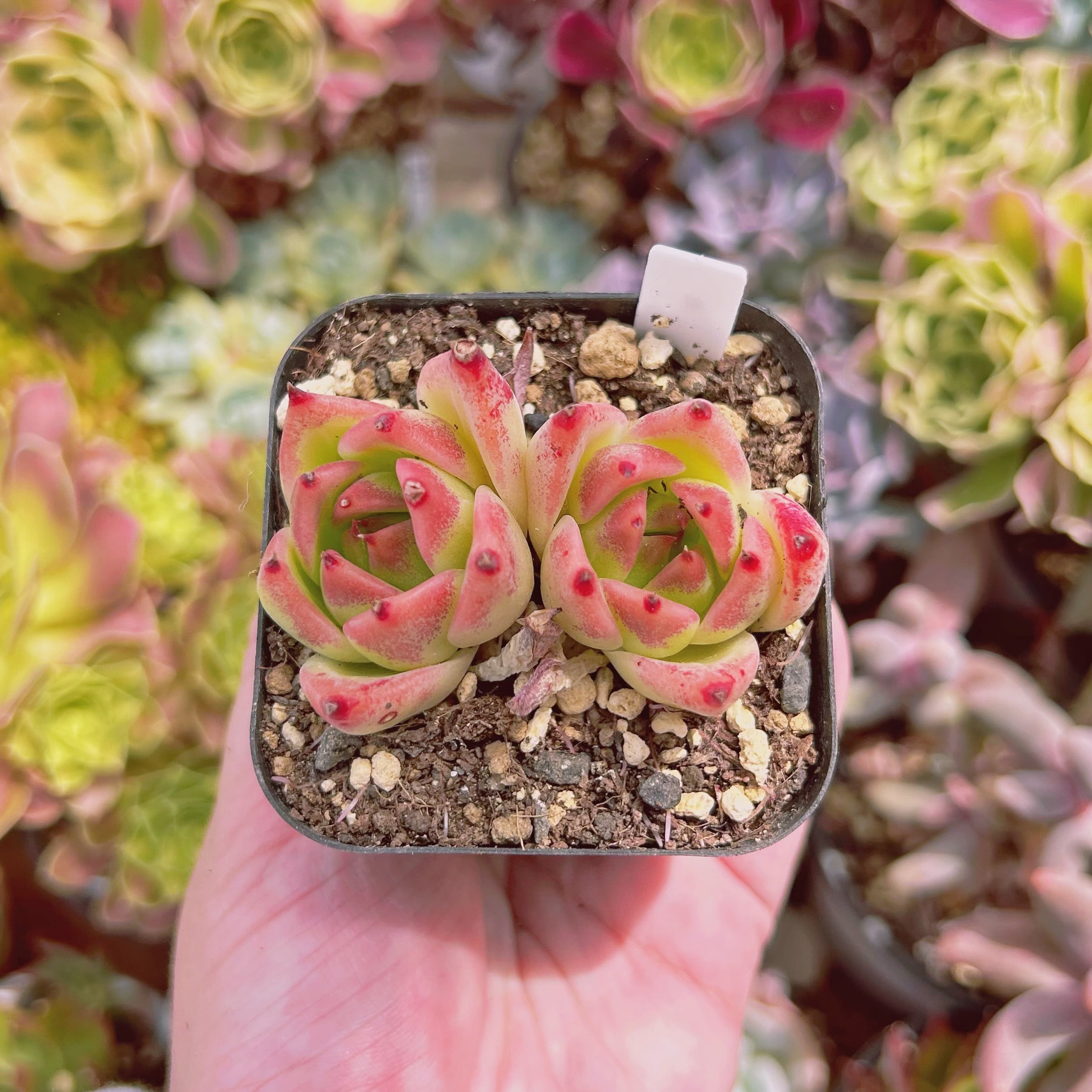 多肉植物　 ホワイトイルカ　2頭　抜き苗