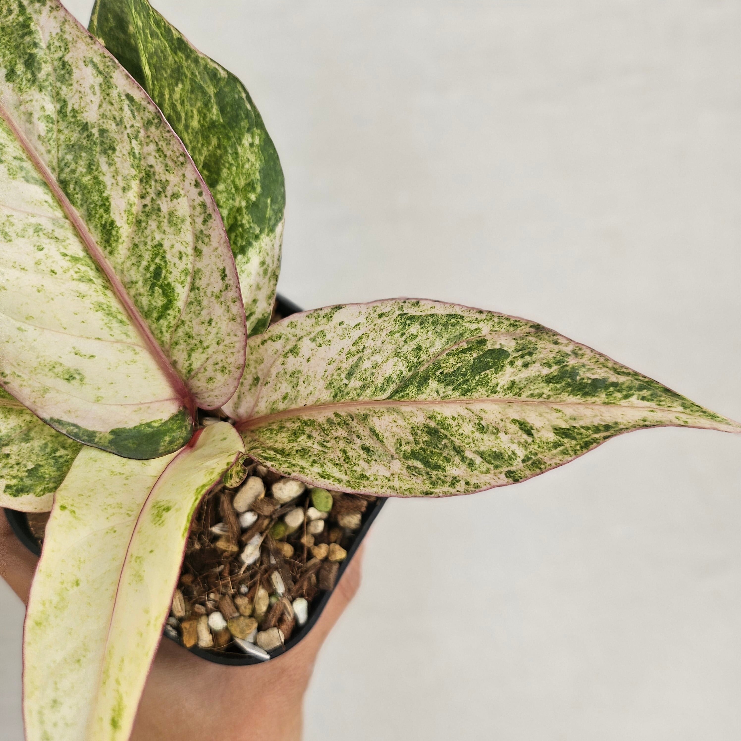 ♡レア♡《Anthurium Renaissance Var.》アンスリウム・ルネッサンス
